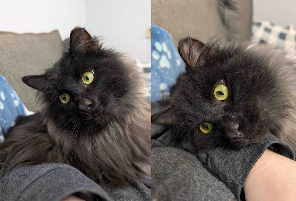 affectionate fluffy house panther cat