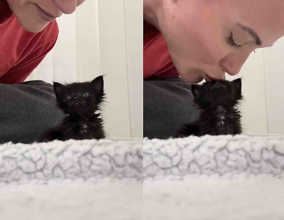 affectionate kitten kisses