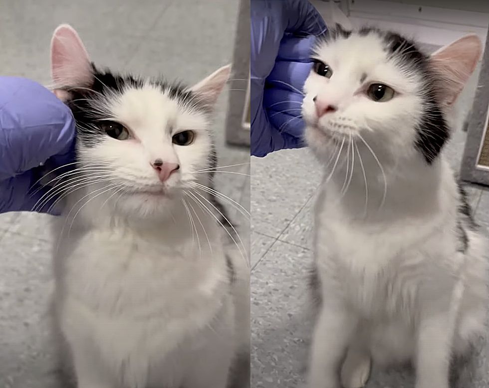 affectionate shelter cat