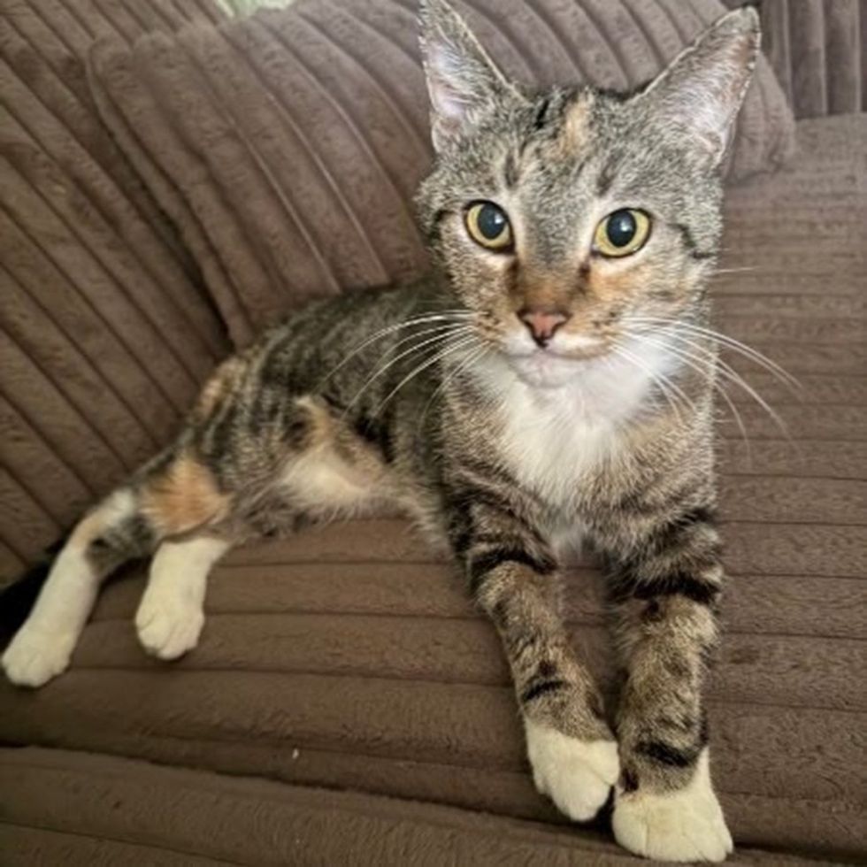 alert cat feeling good