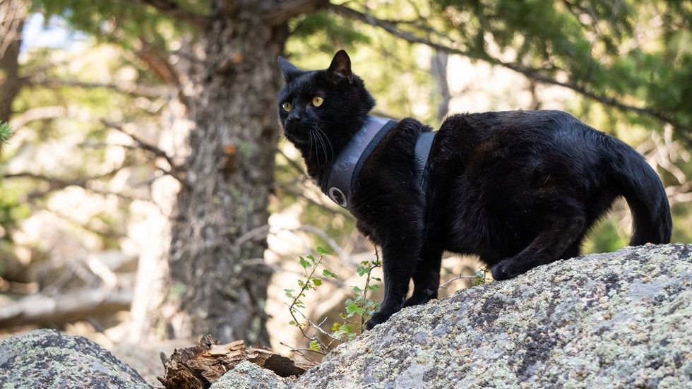 All black cat wearing a leash looking out on top of a large rock.