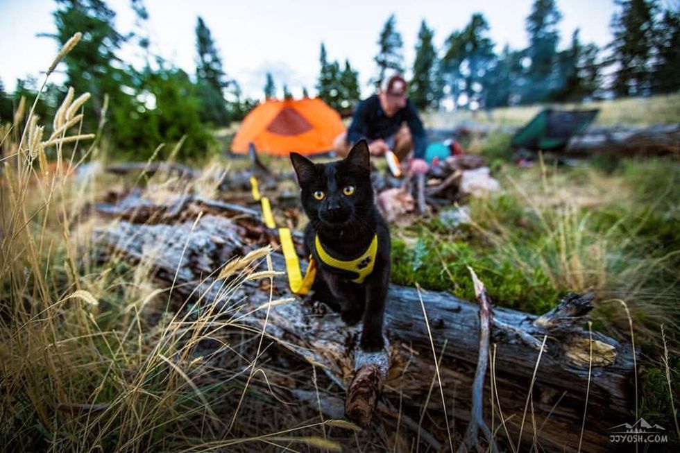 All black kitten on a leash exploring a camp site.