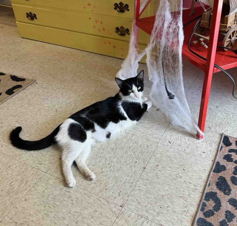 alley cat indoors happy