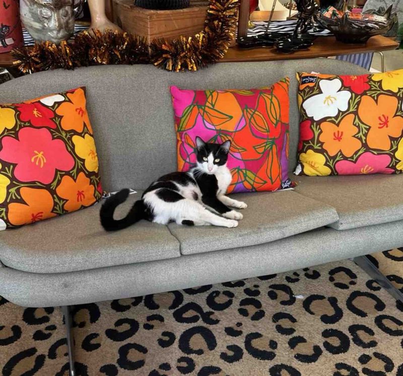 alley cat trying furniture