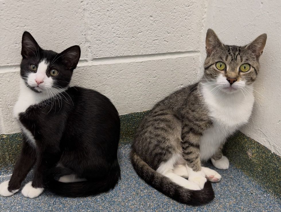 amson and Delilah posing back to back at the shelter