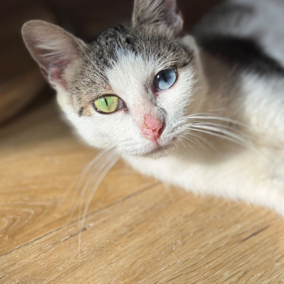An odd-eyed cat lies on its side in a bright patch of sun, fully relaxed.