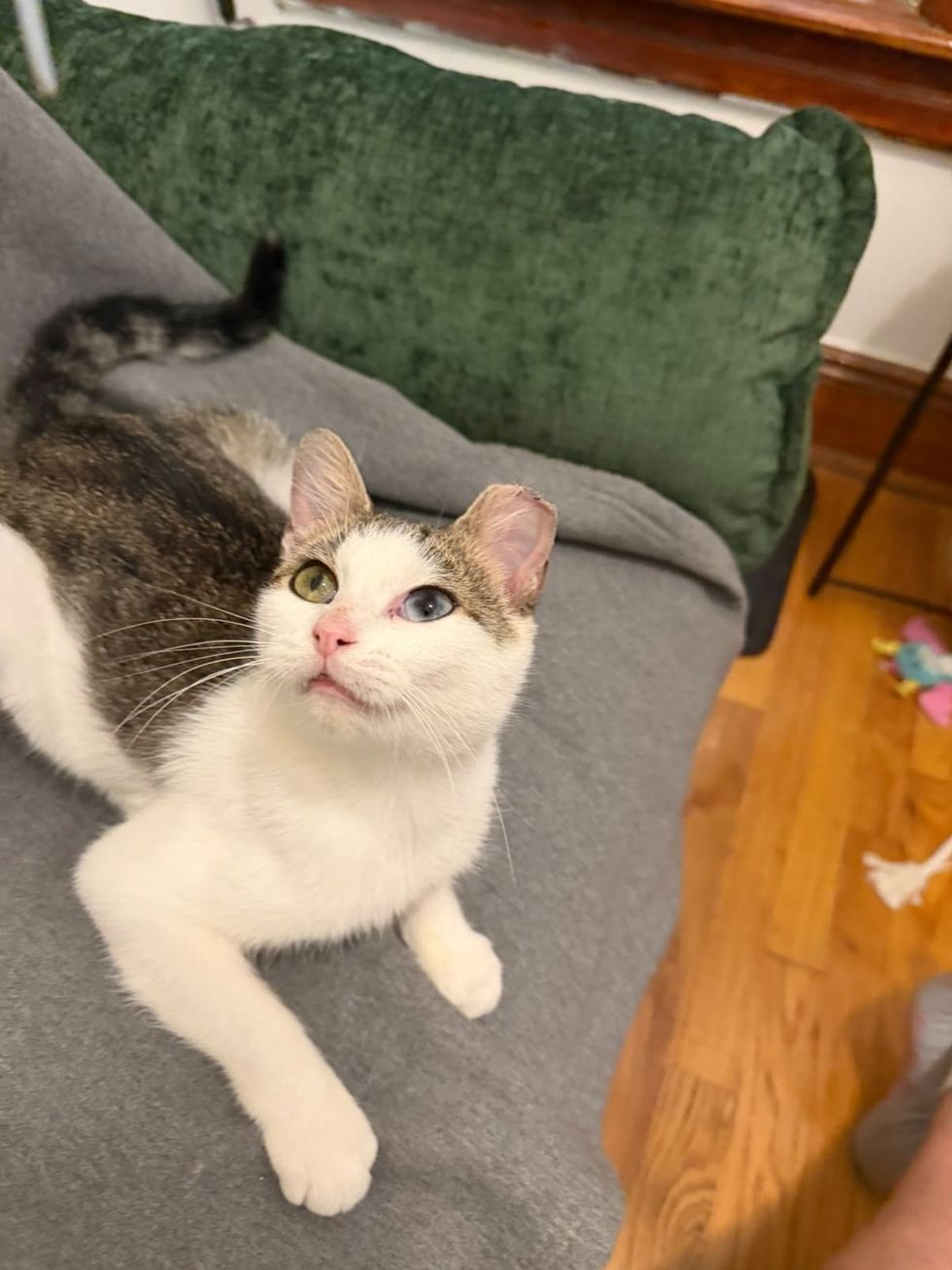 An odd-eyed cat sits up on its hind legs reaching upward near a gray couch with a green pillow.