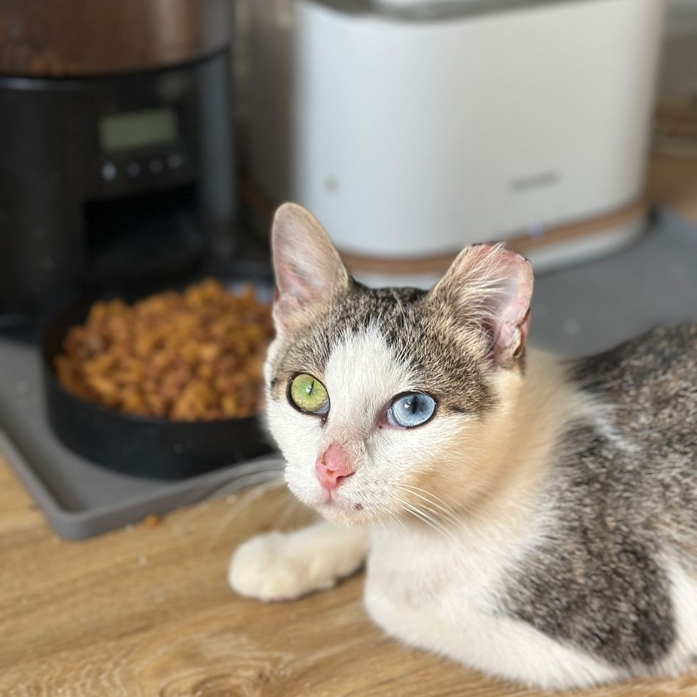 An odd-eyed white and tabby cat sits by a wooden floor beside an automatic feeder and a bowl of kibble.