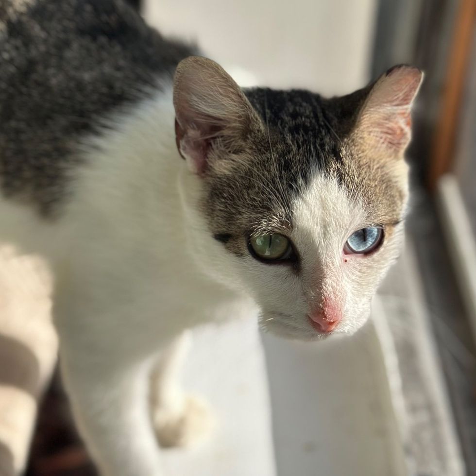 An odd-eyed white and tabby cat stands on a windowsill in bright sun, looking at the camera.