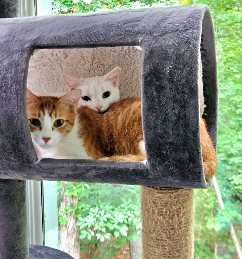 An orange-and-white cat and a white cat tucked together inside a grey cat tree cubby by a window.