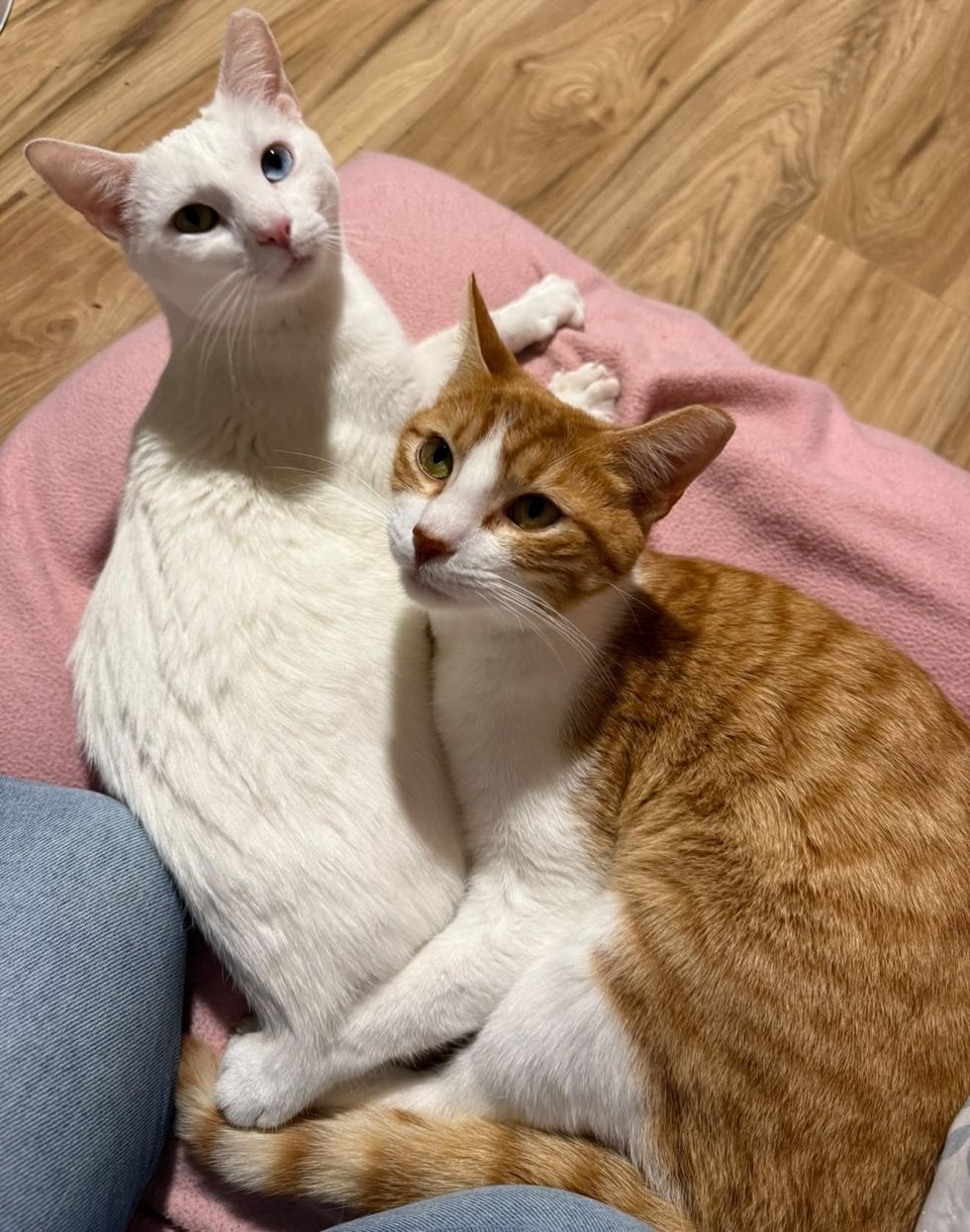 An orange-and-white cat and a white cat with one blue eye lying close together on a pink blanket.