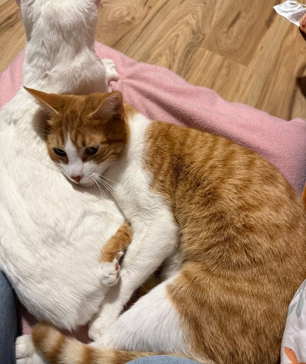 An orange-and-white cat curled up resting against a white cat on a pink blanket.