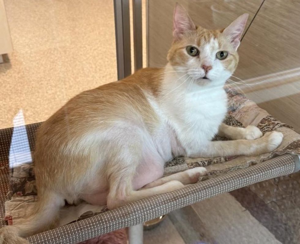 An orange and white cat lies on a padded perch beside a glass clinic wall.