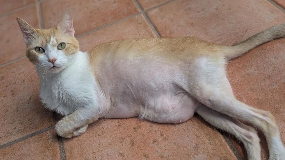 An orange and white cat lies on its side on a tile floor, fur thinned on its belly and legs.