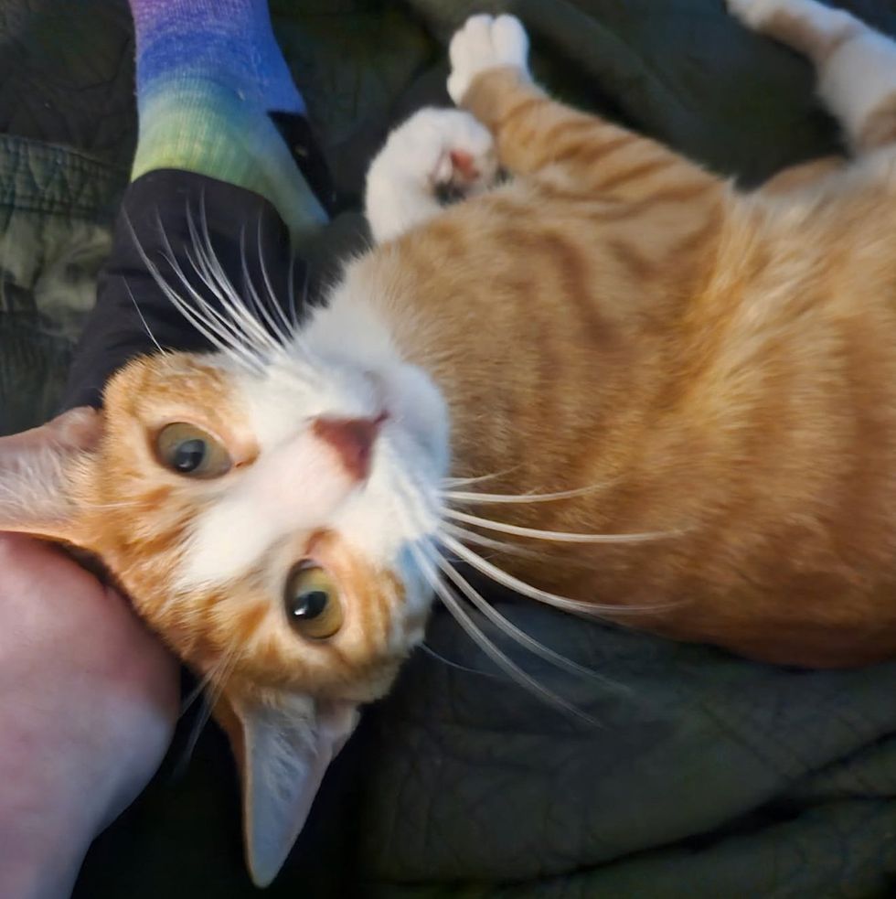 An orange-and-white cat lying on its back getting a chin rub, eyes half closed.