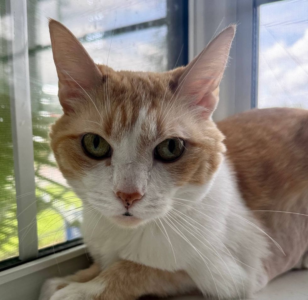 An orange and white cat rests by a bright window, looking at the camera.
