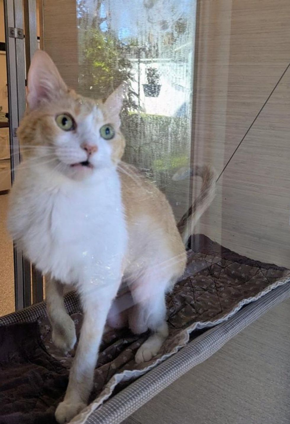 An orange and white cat sits by a window with its mouth open mid-meow.