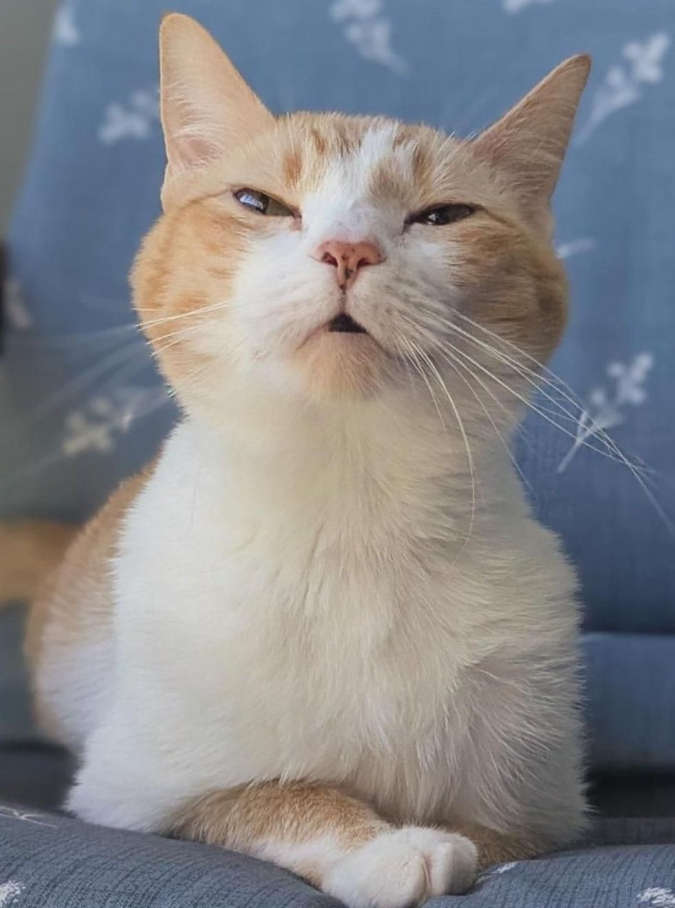 An orange and white cat sits with eyes half closed and a content expression on a blue chair.