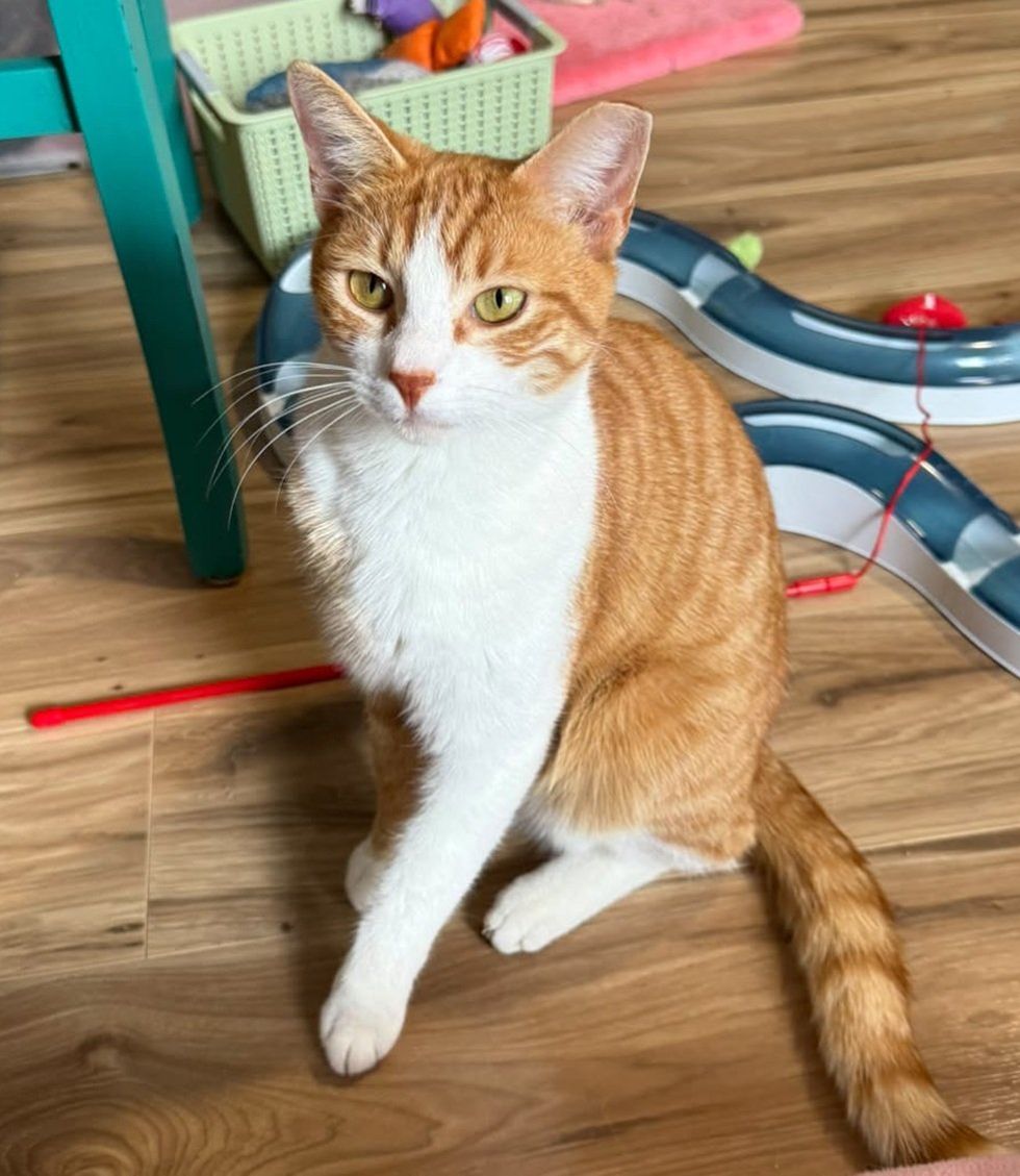 An orange-and-white cat sitting on a wood floor beside a track toy, looking up at the camera.