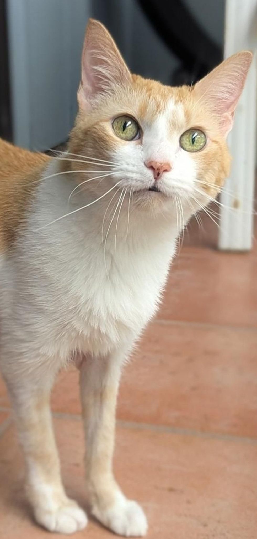 An orange and white cat stands on a tile floor, looking up with bright green eyes.