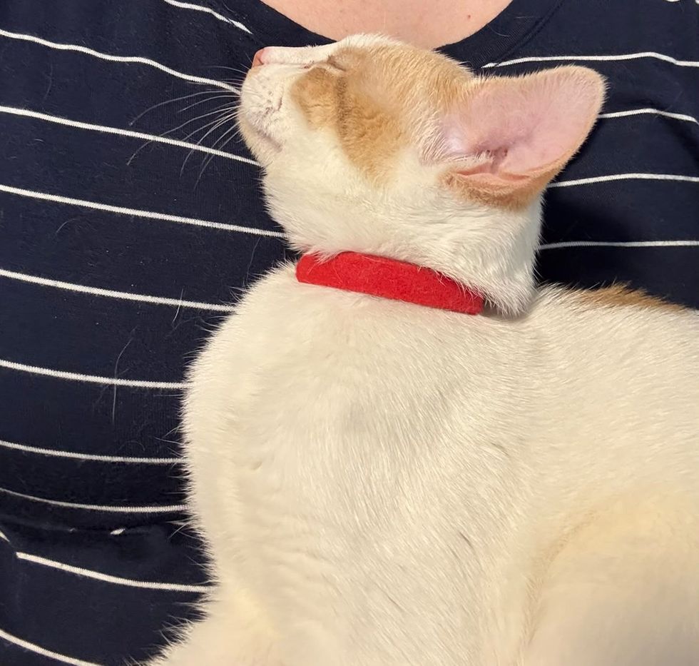 An orange and white kitten in a red collar rests against its foster, eyes closed and content.
