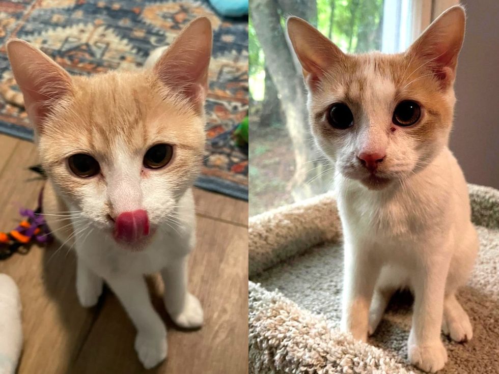 An orange and white kitten sits on a wood floor with its tongue out after a snack. (left): An orange and white kitten lies on the carpet with a small toy mouse under one paw. (right)