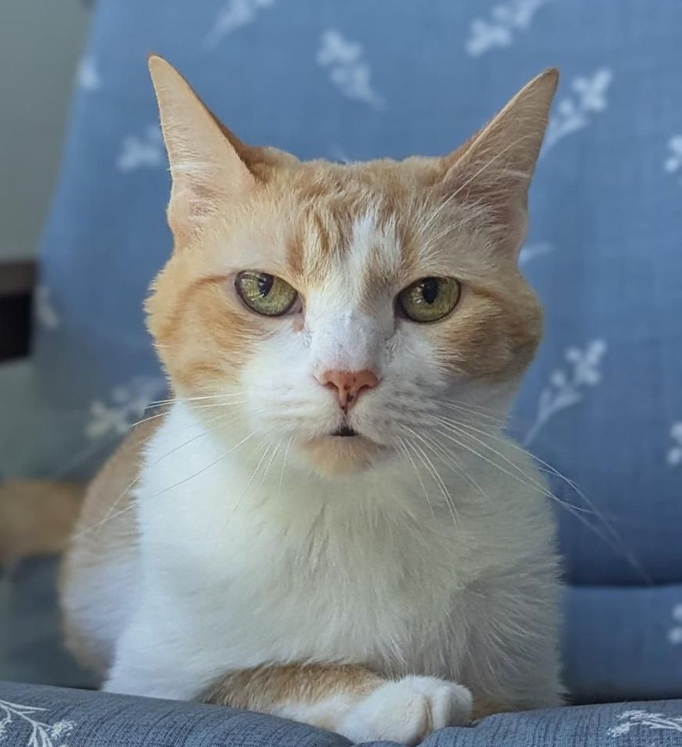 An orange and white senior cat with green eyes sits upright on a blue floral chair, looking regally at the camera.