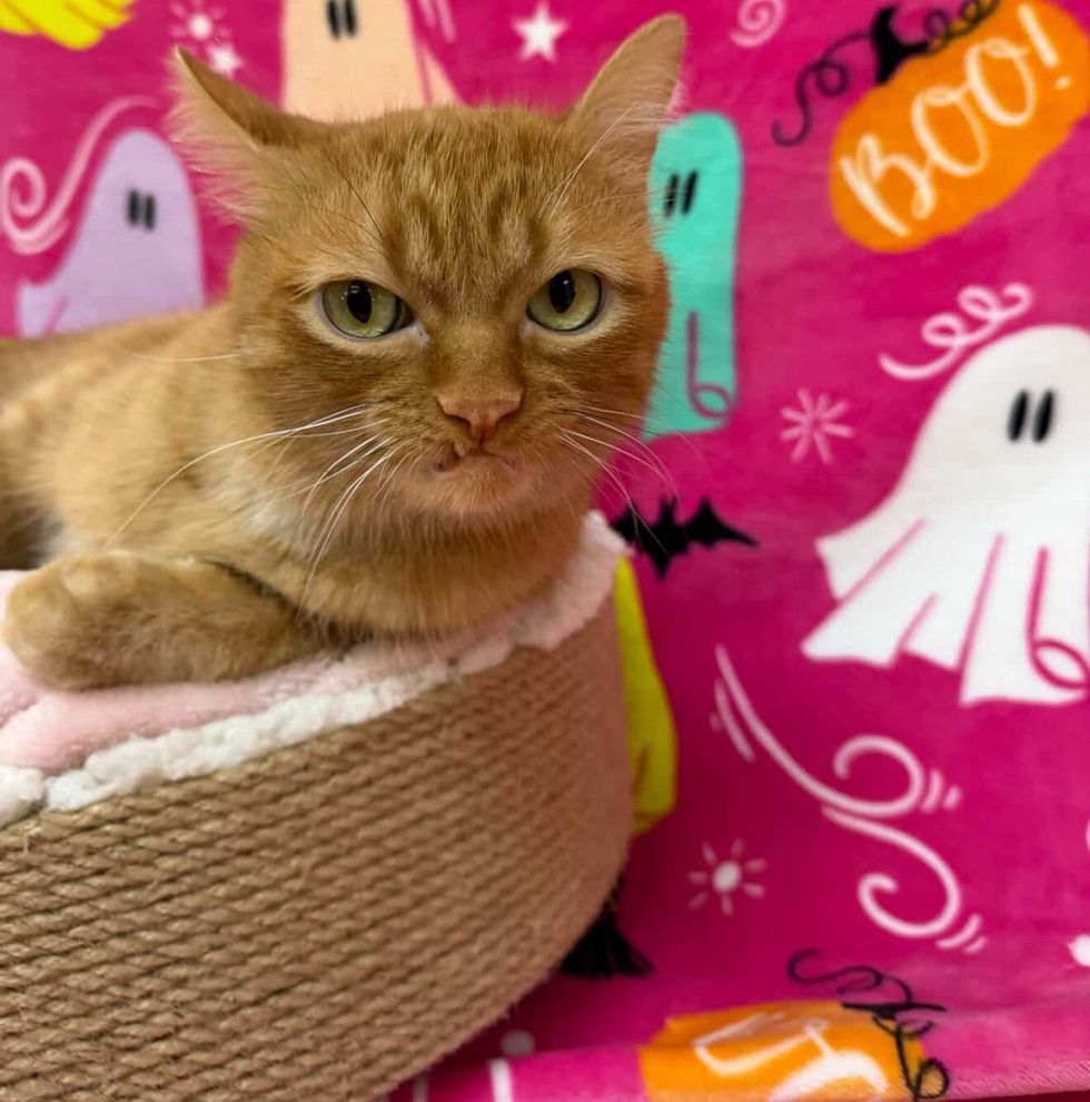 An orange cat rests in a bed against a bright patterned blanket, wearing a distinctly offended expression.