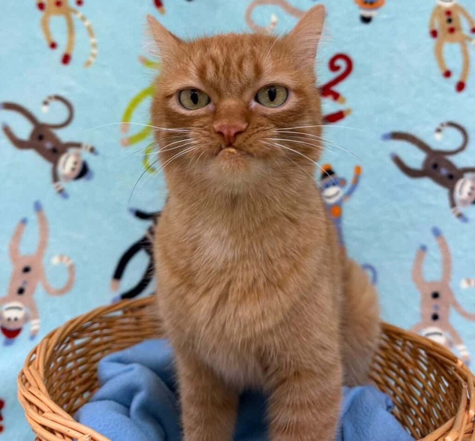An orange cat sits in a wicker basket against a patterned blanket, looking dignified and slightly unimpressed.