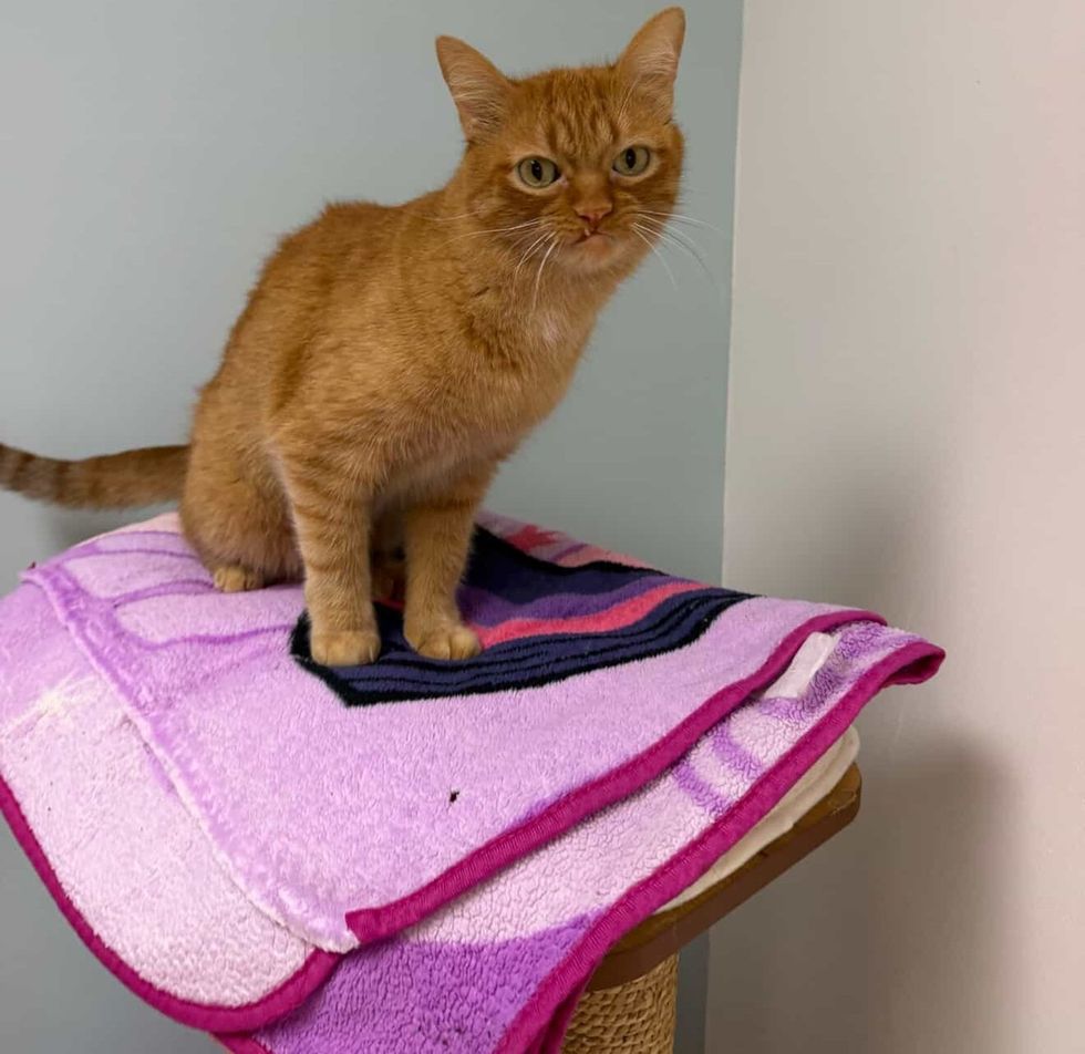 An orange cat stands on a blanket atop a cat tree, looking unimpressed.