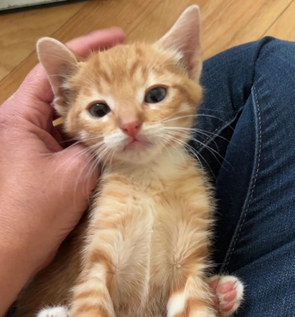 An orange kitten held in a person's lap, calm and content.
