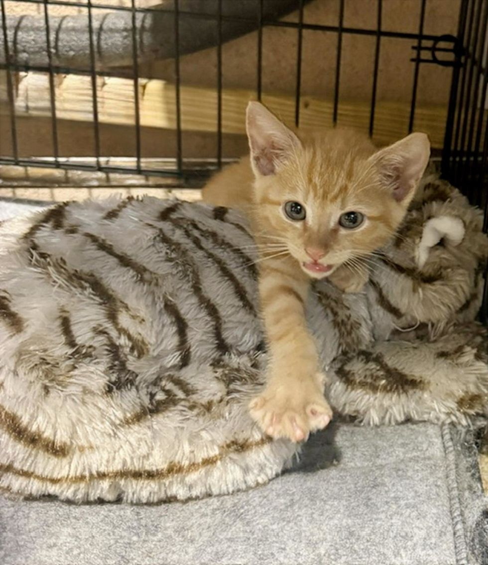 An orange kitten meows while resting against a striped plush toy in his playpen.