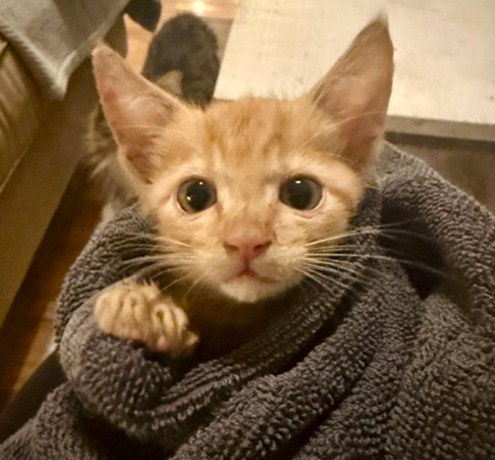An orange kitten peeks out from a soft gray towel, wide-eyed and warm indoors.