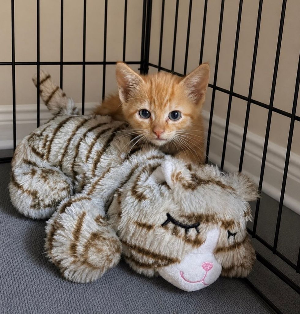 An orange kitten rests against a striped plush cat toy that resembles a mother cat.