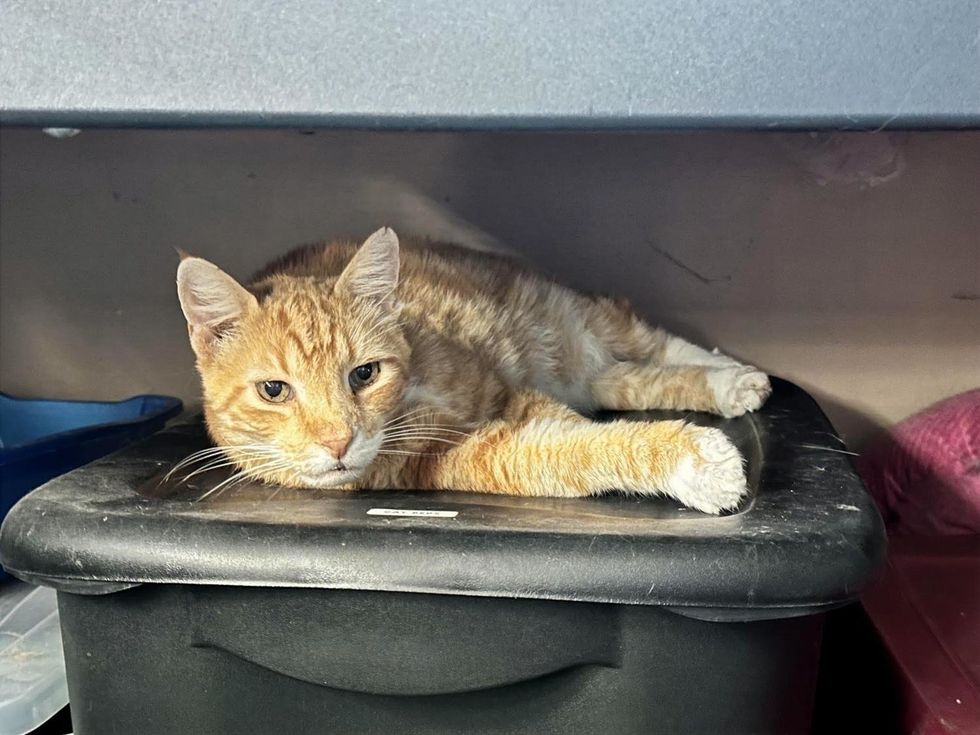 An orange tabby cat lying stretched out on a black plastic bin, looking at the camera.