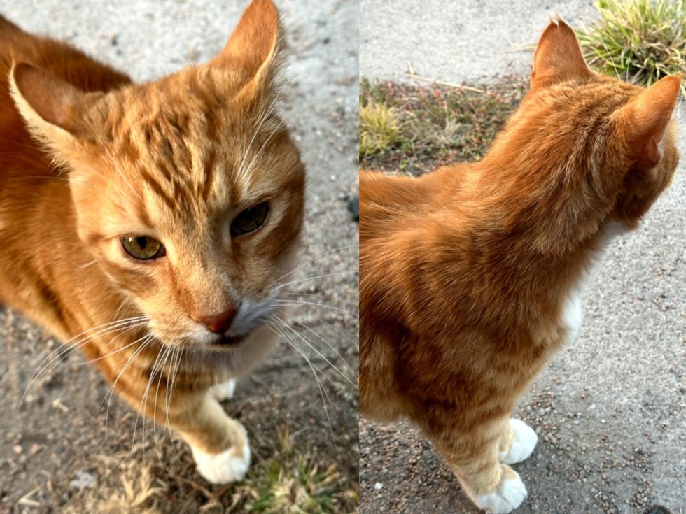An orange tabby cat outdoors on pavement, shown facing the camera and from the side.