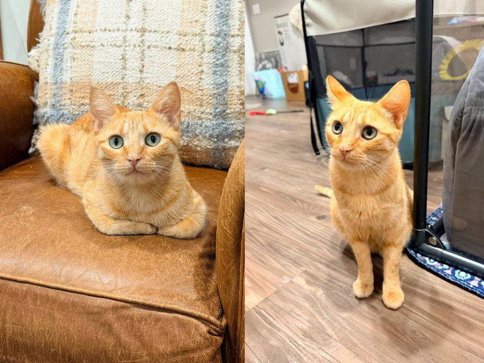 An orange tabby cat sitting on a brown chari looking at camera. (left) An orange tabby cat standing on a wood floor looking out. (right)
