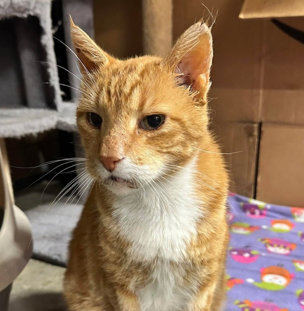 An orange tabby cat with a white chest sitting upright indoors, looking to the side.