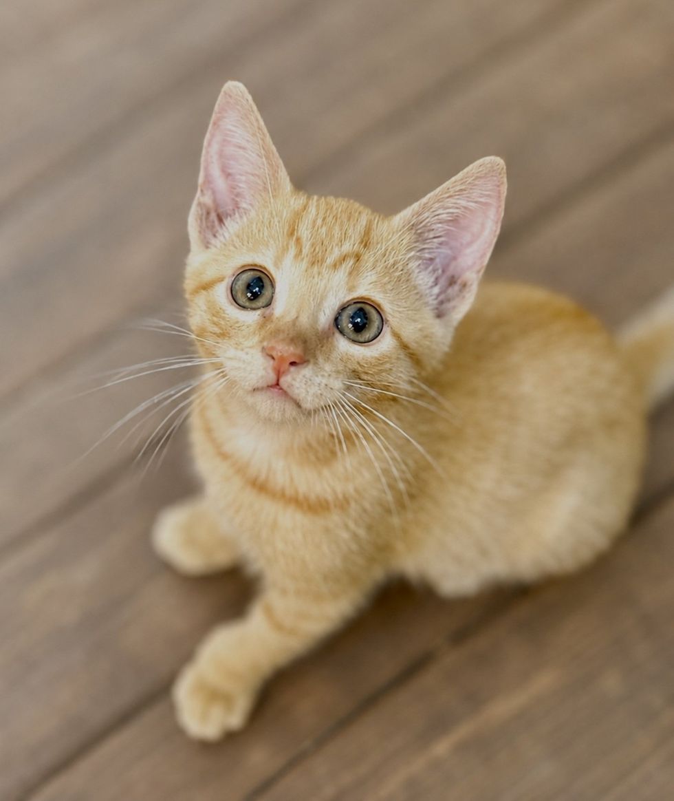 An orange tabby kitten with wide eyes sits on a wood floor and gazes up at the camera.