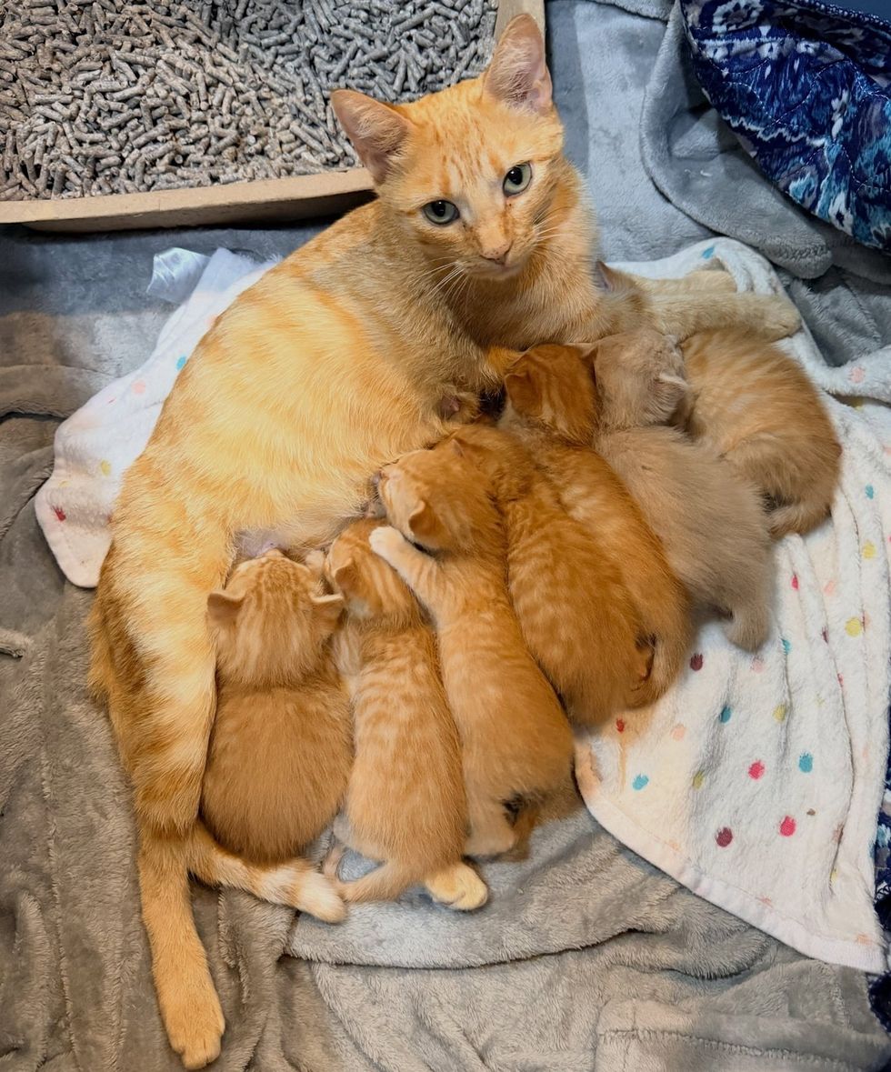 An orange tabby mother cat rests while her ginger kittens nurse against her.