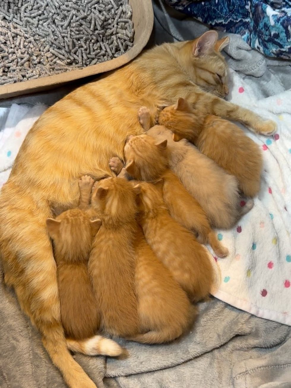An orange tabby mother cat sleeps curled around a pile of ginger kittens on a blue blanket.