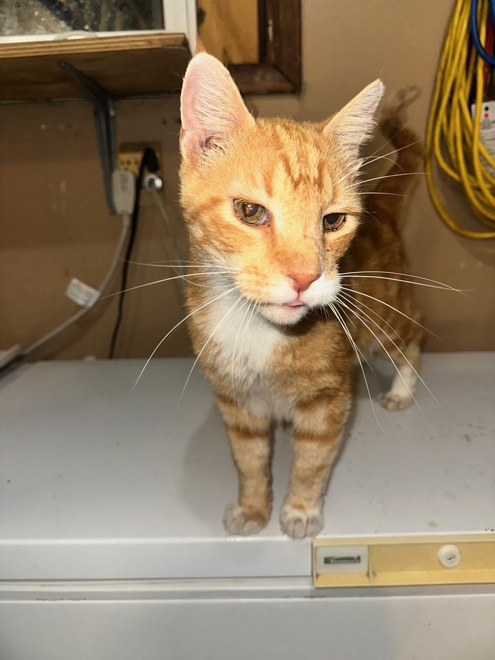 An orange tabby standing on a white freezer, looking straight at the camera.