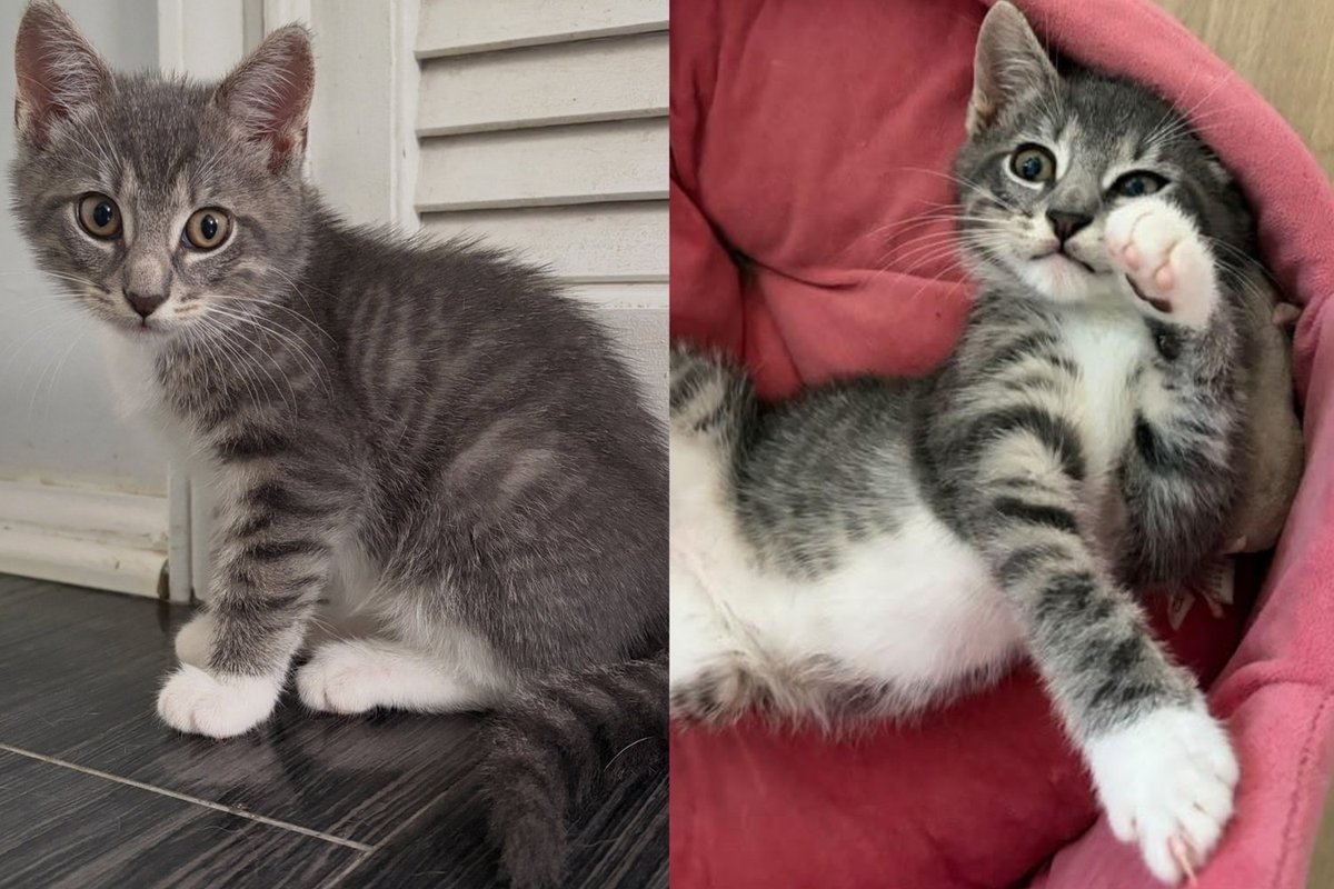 Kitten Crying Alone Inside NY Construction Site Started Purring the Second He Was Lifted Into Someone's Arms