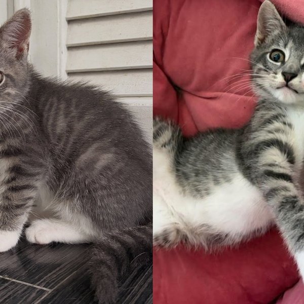 Kitten Crying Alone Inside NY Construction Site Started Purring the Second He Was Lifted Into Someone's Arms