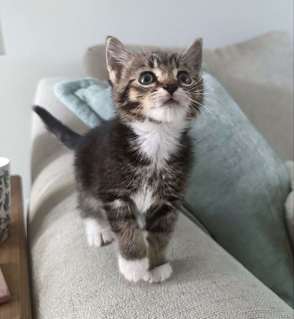 attention seeker tabby cat