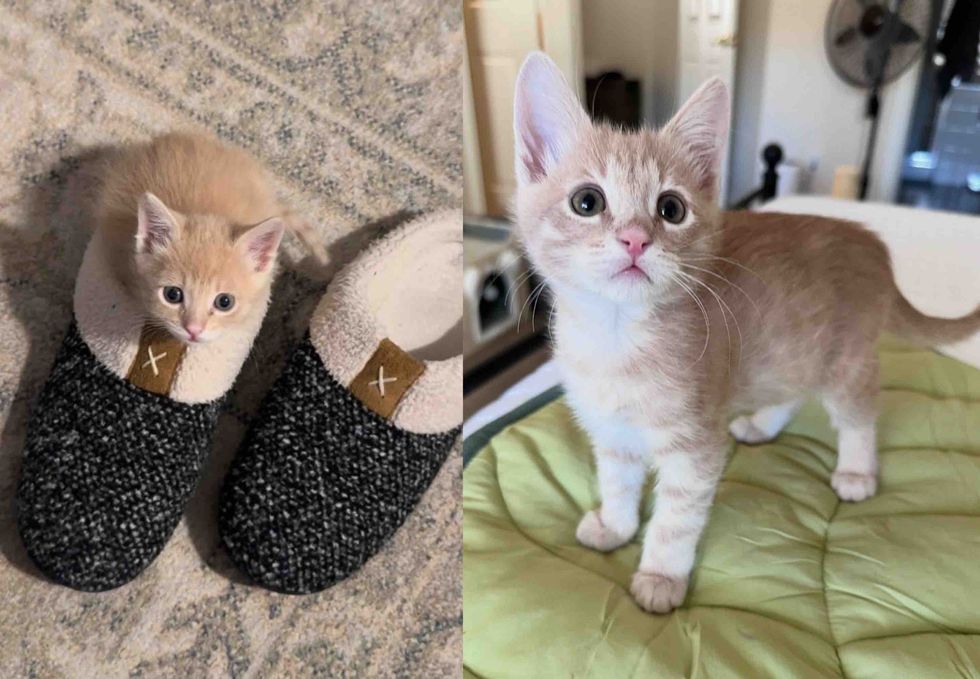 baby kitten before and after a few weeks