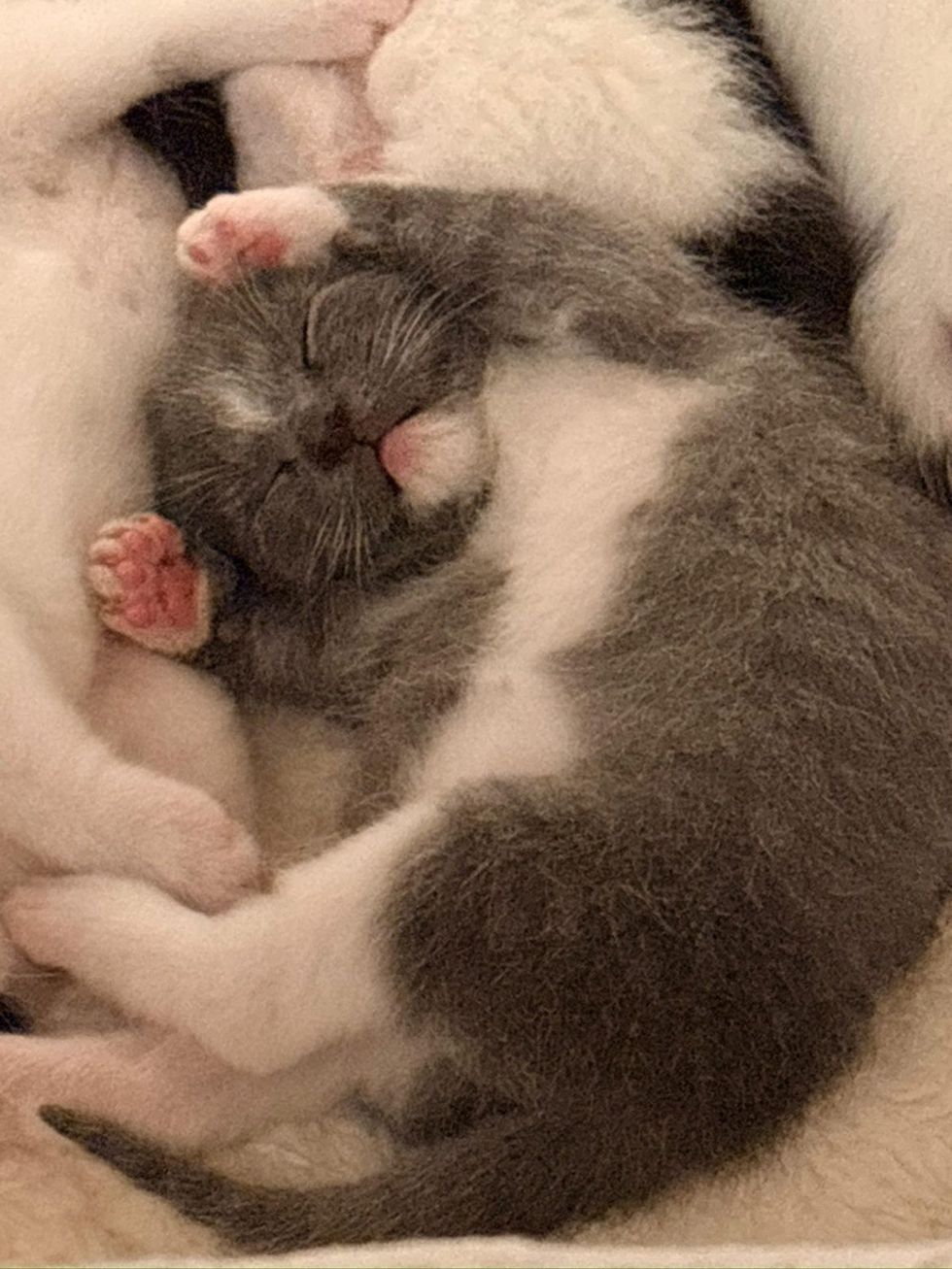 baby kitten sleeping