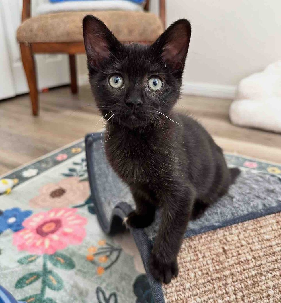 beautiful black cat