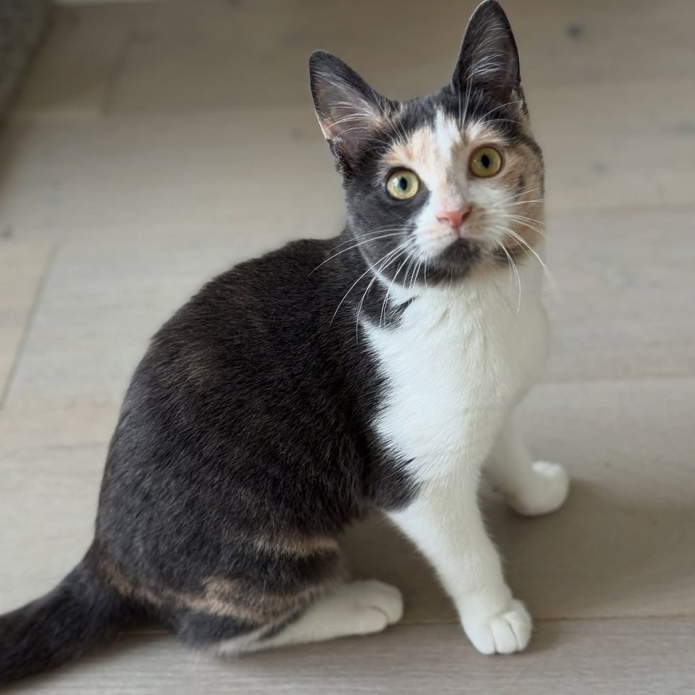 beautiful calico cat home