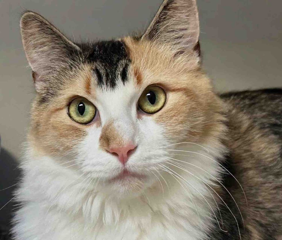 beautiful calico cat